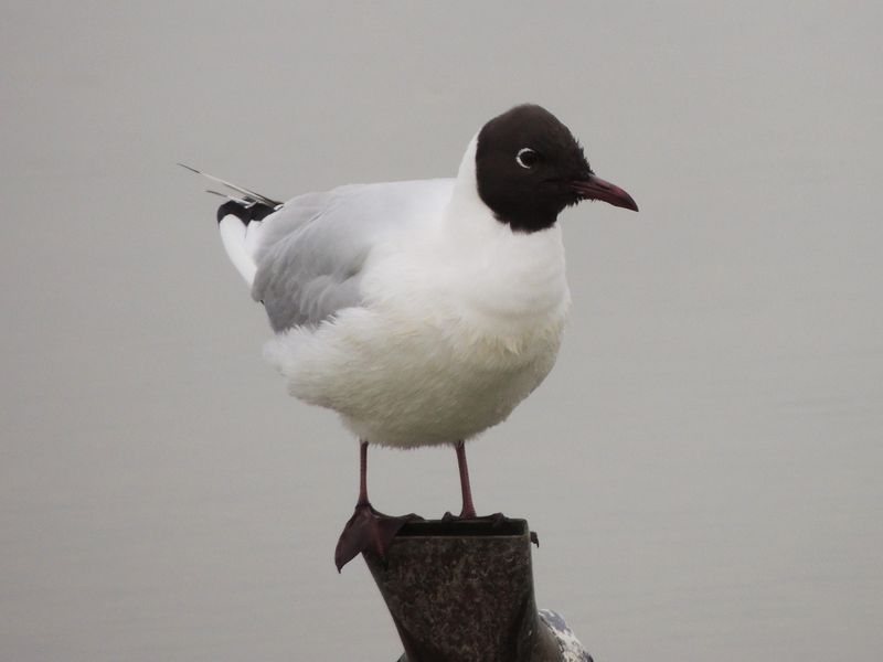 Mouette bonaparte