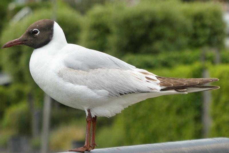 Mouette rieuse