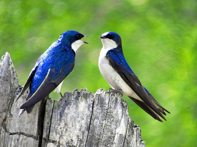 Hirondelles bicolores