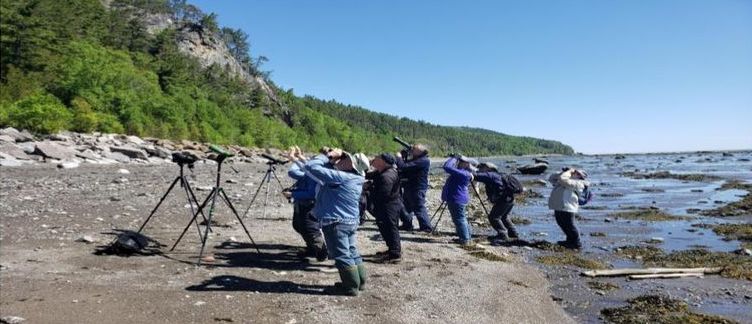 Observation des oiseaux