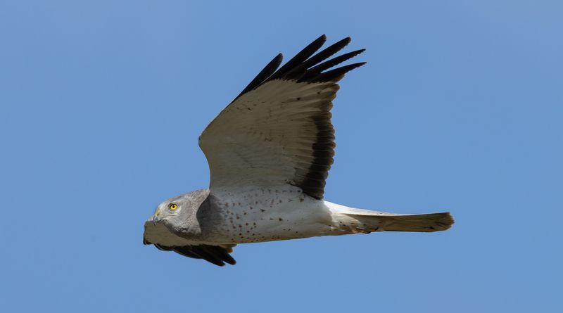 Buzard des marais