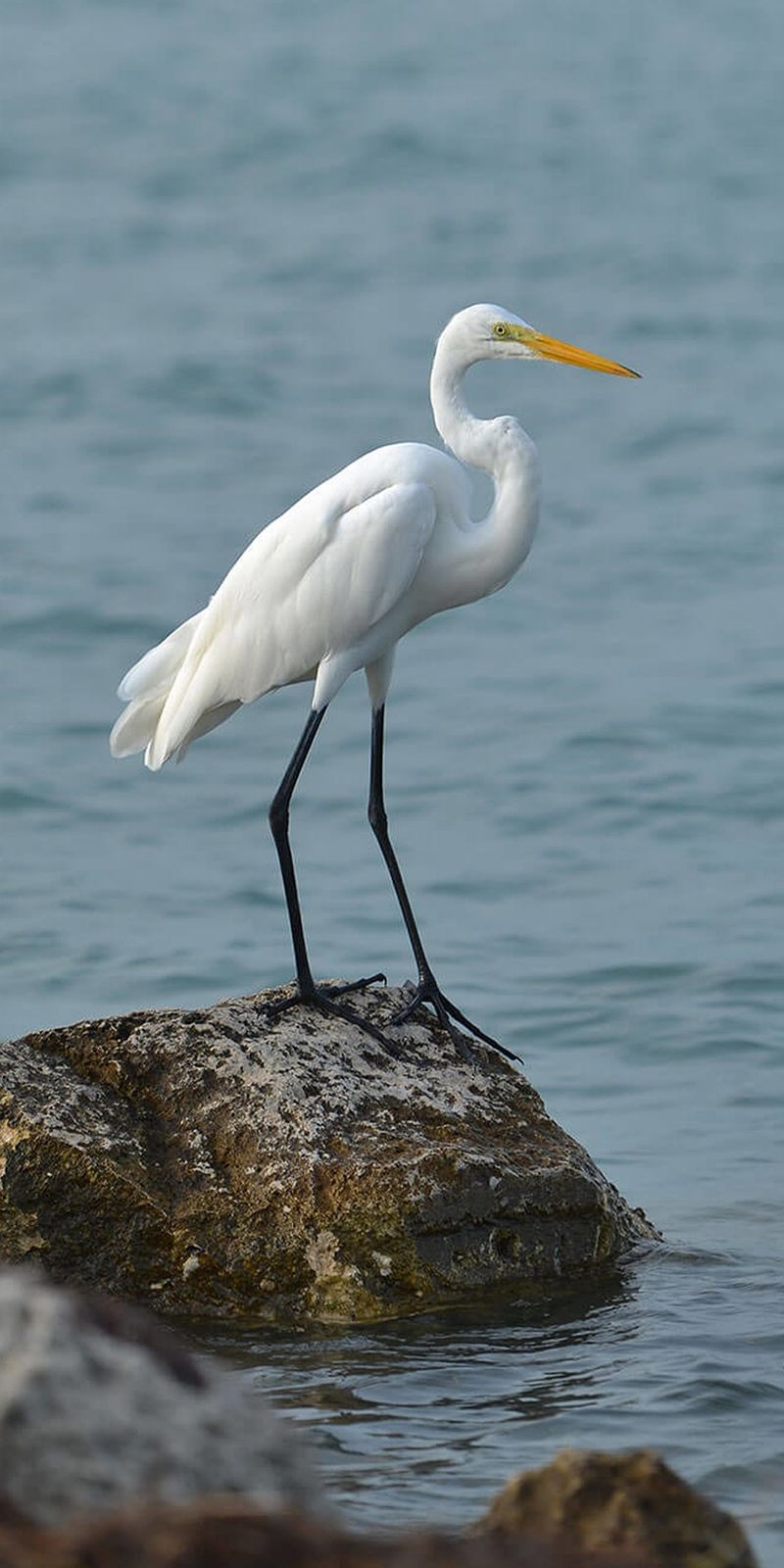 Aigrette
