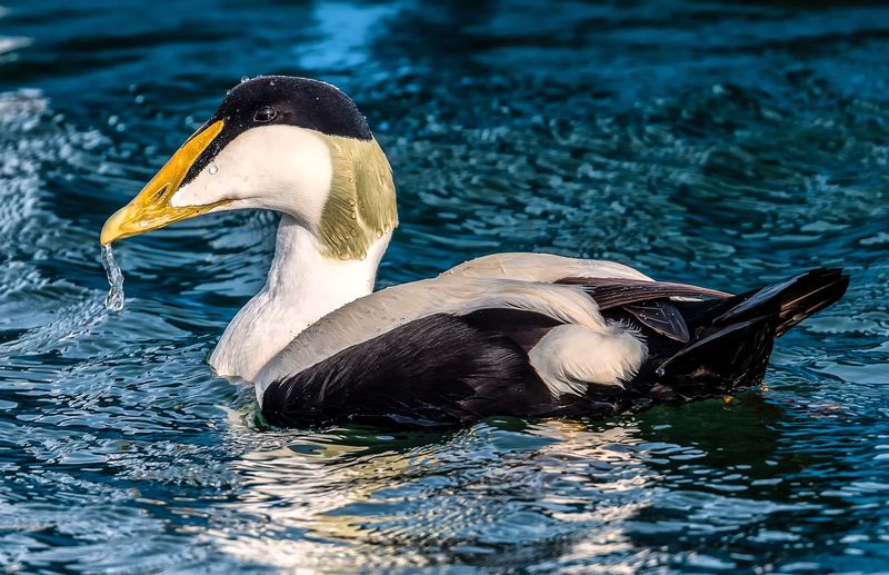 Eider  duvet