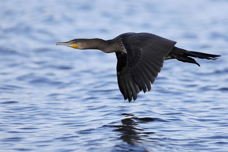 Cormoran en vol