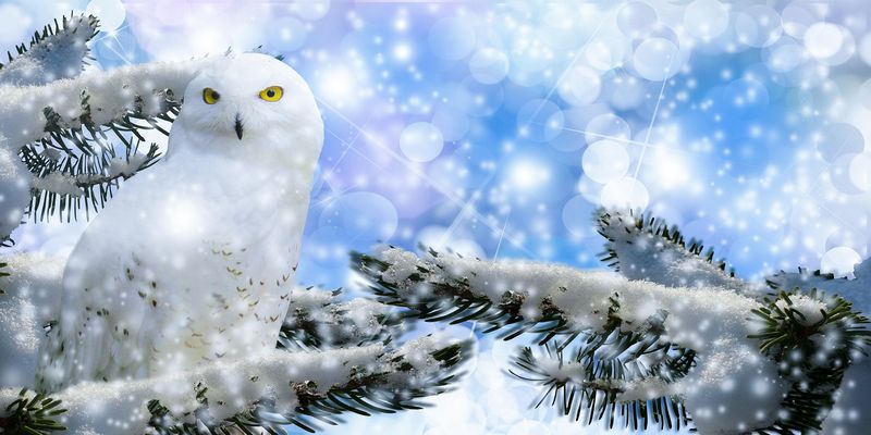 Harfang des neiges