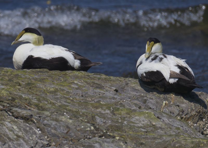 Eider à duvet