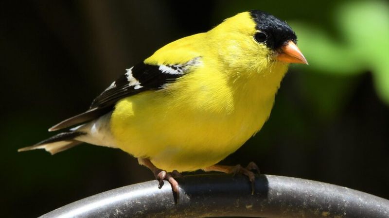 Chardonneret jaune