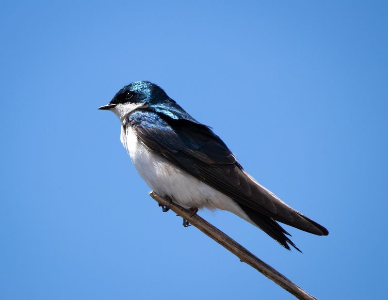 Hirondelle bicolore