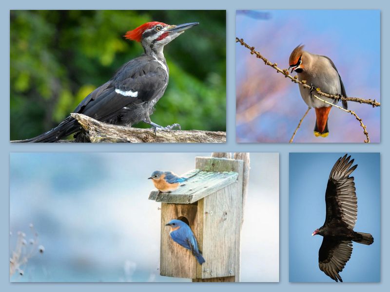 Mangeoire à graines pour oiseaux sauvages suspendue chouette cadeau pour  les amateurs d'oiseaux -  France