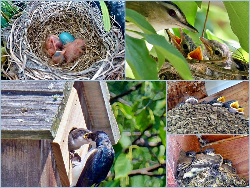 Ces oiseaux construisent des nids, les femelles choisissent les meilleurs 