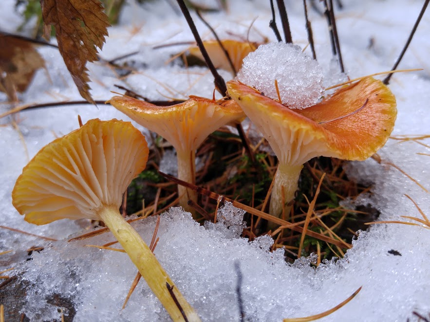 Hygrophore remarquable