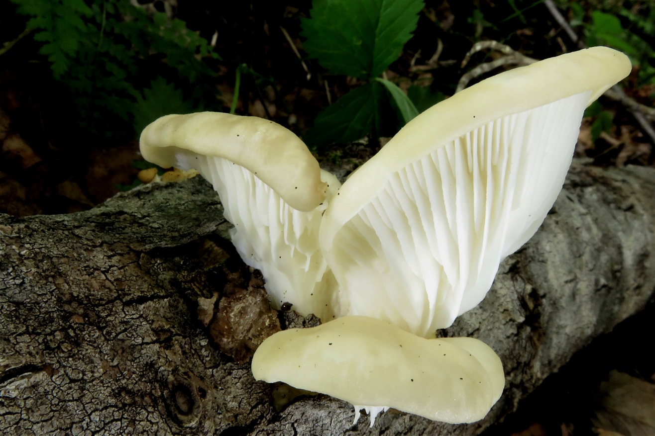 Pleurotus populinus